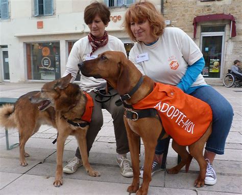 Lons Le Saunier Animaux Portes Ouvertes De La Spa Les Adoptions