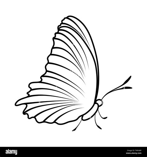 Sketch of Butterfly. Outline Design. Vector Illustration Stock Vector ...