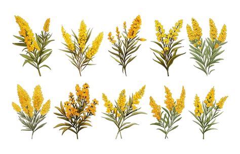 Premium Vector | Goldenrod flower arrangement clipart