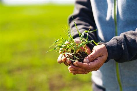 J Venes Pl Ntulas De Trigo Verde En Manos De Un Agricultor Agr Nomo