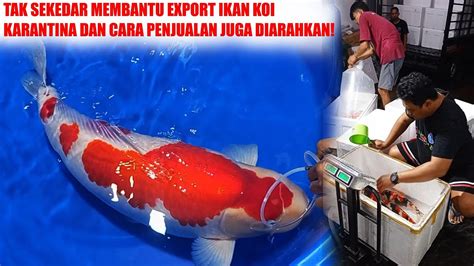 Ternyata Ini Rahasianya Bisa Kirim Ikan Koi Keluar Negeri Dengan Mudah