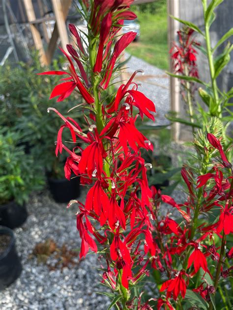 lobelia cardinalis cardinal flower 1