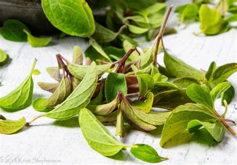 Oregano Harvest - Cook, Craft, Cultivate