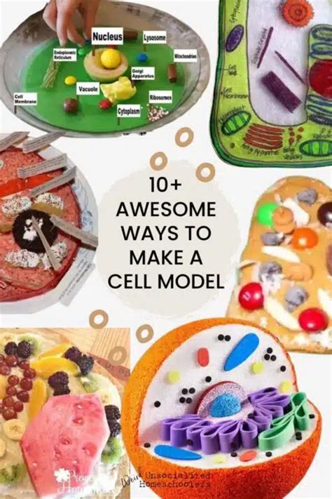 10+ Super Fun Ways to Make a Cell Model - Weird, Unsocialized Homeschoolers