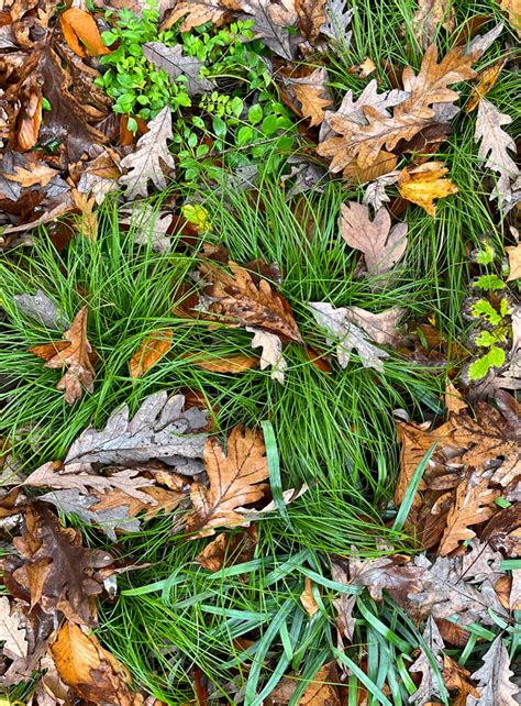 Carex Socialis Low Woodland Sedge Prairie Moon Nursery