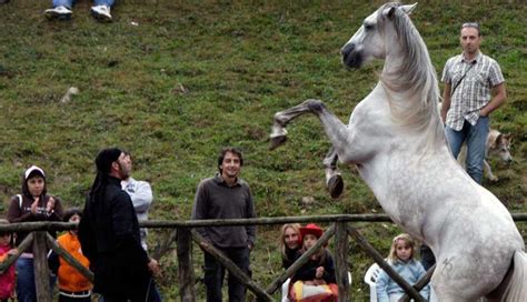 Mezzo Secolo A Quattro Zampe Il Fascino Di Comano Cavalli