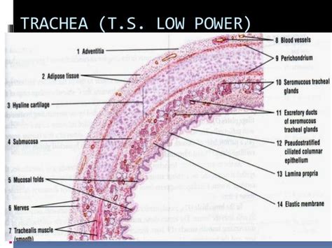 Trachea, Human anatomy and physiology, Lunges