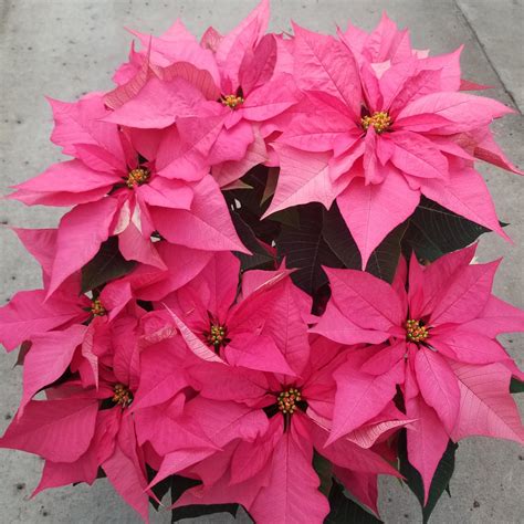 Poinsettia Pink- 10" - Garden Center - MN