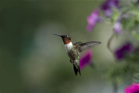 1107100 Birds Flowers Nature Branch Insect Green Flying