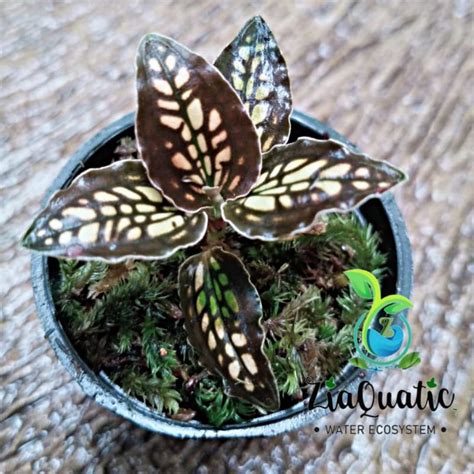 Jual Jewel Orchid Cystorchis Stenoglossa Javanica Tanaman Hias