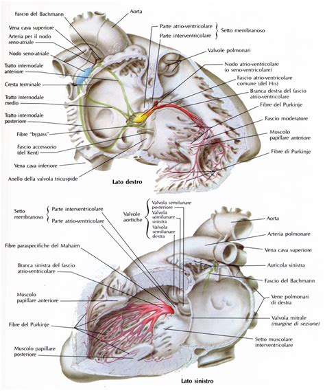 Sistema Di Conduzione Del Cuore Medicinapertutti It