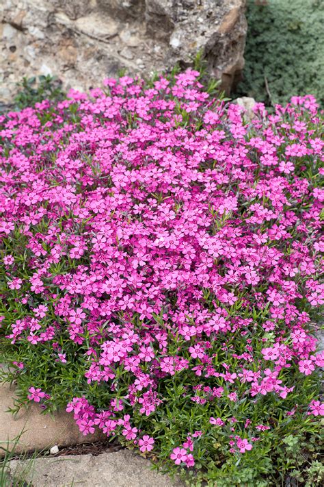 Teppich Phlox Zwergenteppich Phlox Subulata Wyss Shop