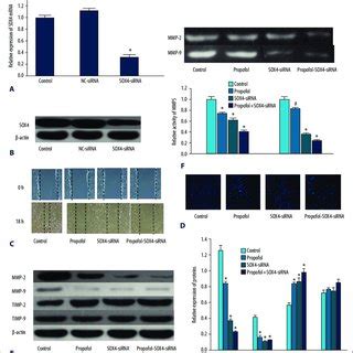 Down Regulation Of SOX4 By SOX4 SiRNA Had The Same Effect As Propofol