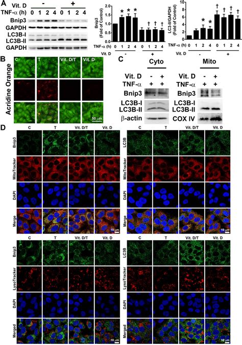 Vit D Reduces Tnf Induced Mitophagy In A Cells A A Cells Were