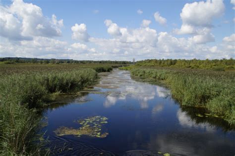 Free Images Landscape Tree Water Grass Marsh Swamp Wilderness