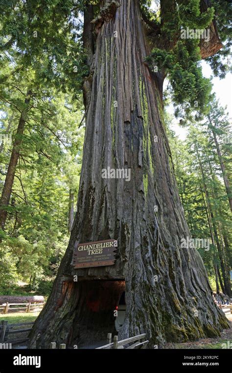 Chandelier tree - California Stock Photo - Alamy