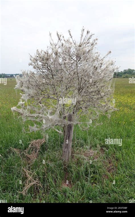 spider moth web stock photo alamy