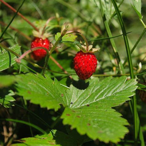 Fraise Des Bois Fragaria Vesca Mara Des Bois Vente Fraisier Vivace