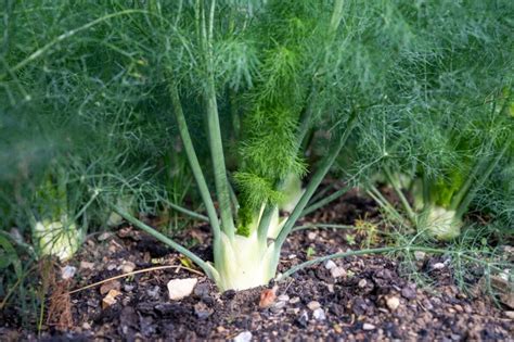 Why Fennel Is Really Bad For Your Garden – But You Should Grow it Anyway