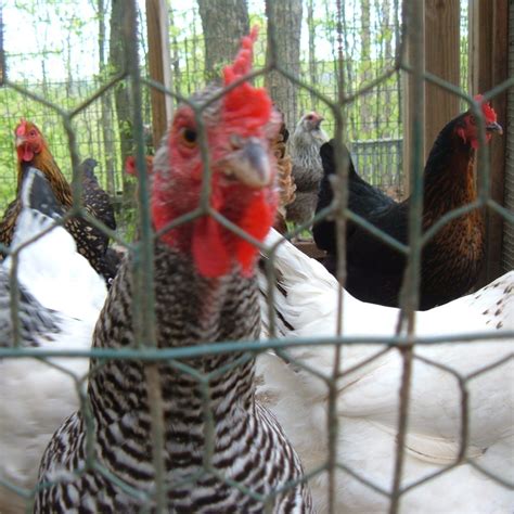 How To Care For Chickens In Cold Weather HubPages