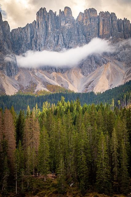 Pine Forest Rocky Mountains Free Photo On Pixabay Pixabay