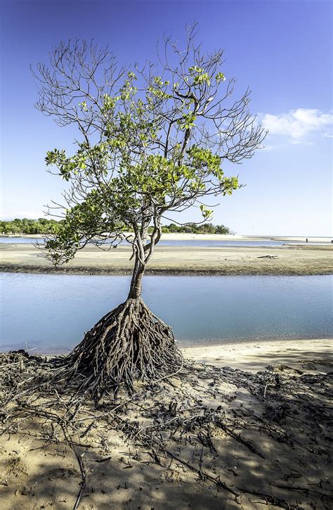 200000 Free Mangrove Trees And Mangrove Images Pixabay