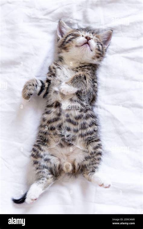 Small smiling striped kitten lying on back sleeping on white blanket. Concept of cute adorable ...