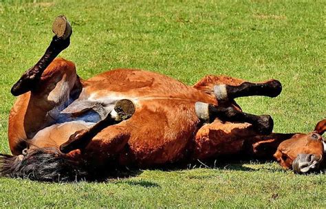 Primer Caso De Encefalomielitis Equina En Uruguay