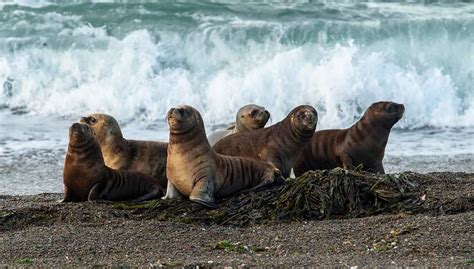 Sea lion pups on the shore : r/seals