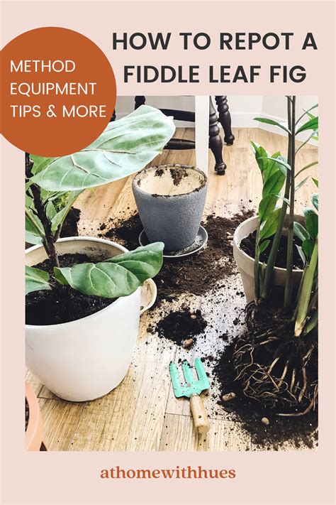 How To Repot A Fiddle Leaf Fig Step By Step Guide