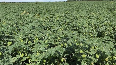 C Lculos Finales De Producci N De Garbanzo En Santiago Del Estero