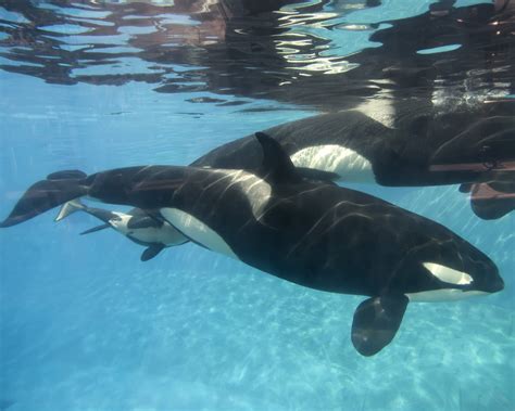 SeaWorld to Stop Breeding Orcas, End Whale Shows | The California Report | KQED News