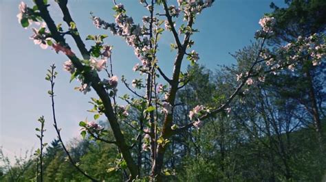 Cherry Blossom Videos: Download 1,902+ Free 4K & HD Stock Footage Clips ...