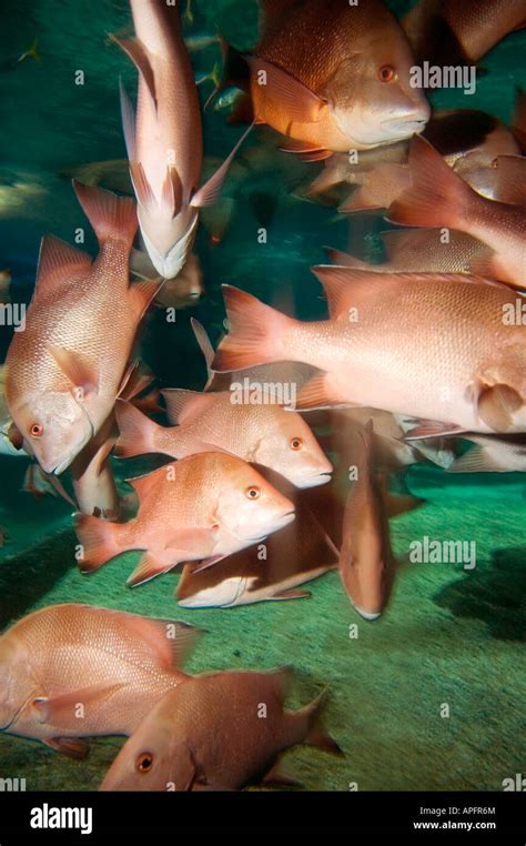 Lutjanus Sebae Red Emperor Stock Photo Alamy