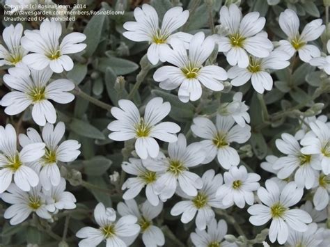 Plantfiles Pictures Cerastium Species Mouse Ear Chickweed Snow In