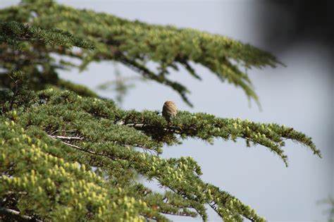 Tree Spruce Pine - Free photo on Pixabay - Pixabay