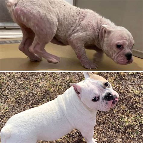 Before & After Rescue Dogs Transformations 9 | Lipstick Alley