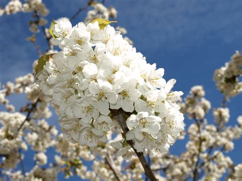 Kostenlose foto Baum Natur Ast blühen Himmel Weiß Frucht Blume