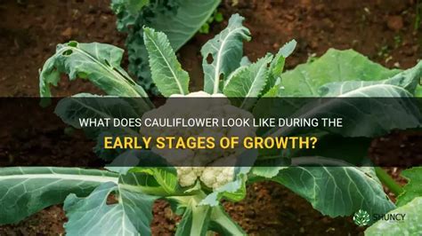 What Does Cauliflower Look Like During The Early Stages Of Growth Shuncy