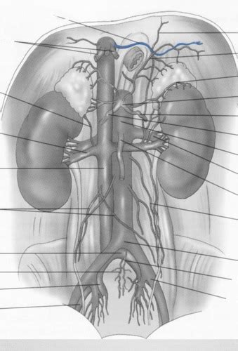 Abdominal Vasculature Flashcards Quizlet