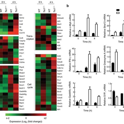 Tsc Dependent Gene Expression Programs A A Subset Of Genes