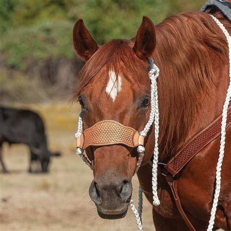 Cashel Company Braided Rope Halter Wbasket Stamp Leather Nose And Lead