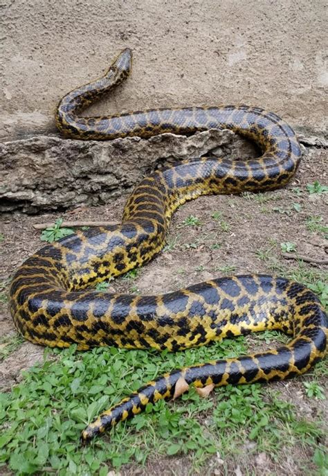 Deslumbrante V Deo Mostra Cobra Sucuri Amarela Frente A Frente As