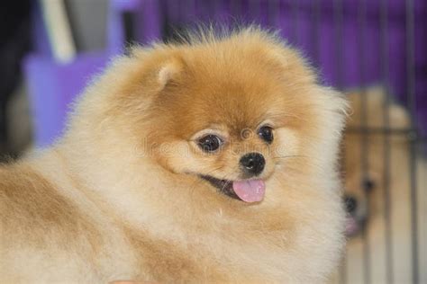 Perro Pomerano De Raza Pura Imagen De Archivo Imagen De Canino Lindo