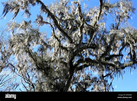 Baum Mit Spanischem Moos Hi Res Stock Photography And Images Alamy