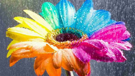 Download Rainbow Flower Hd Wallpaper