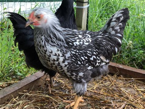 Silver Laced Wyandotte Rooster