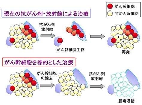 がん幹細胞におけるcd44vを介した治療抵抗性の獲得メカニズム 永野 修（先端医科学研究所）｜kompas