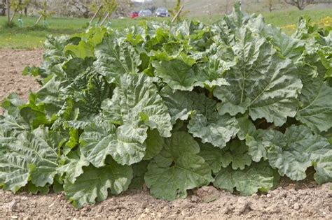 Planting Rhubarb In The Ground Or In Raised Beds Food Gardening Network