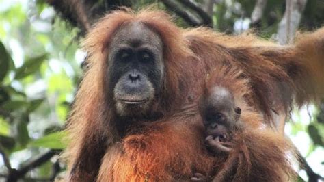 Orangutan New Species Of Great Ape Discovered The Tapanuli Orangutan